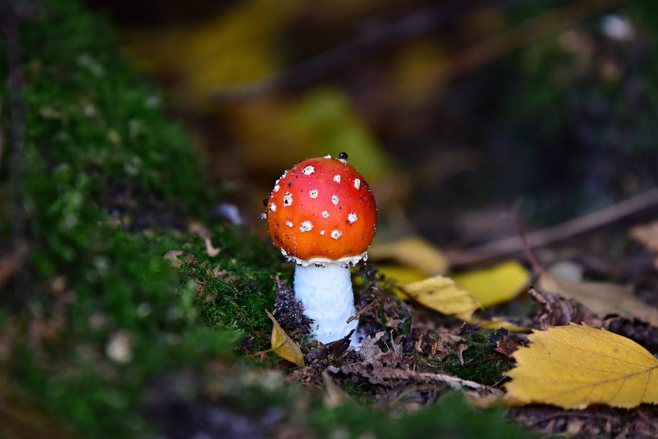 Can LSD Induce Happiness? Expert Perspectives
