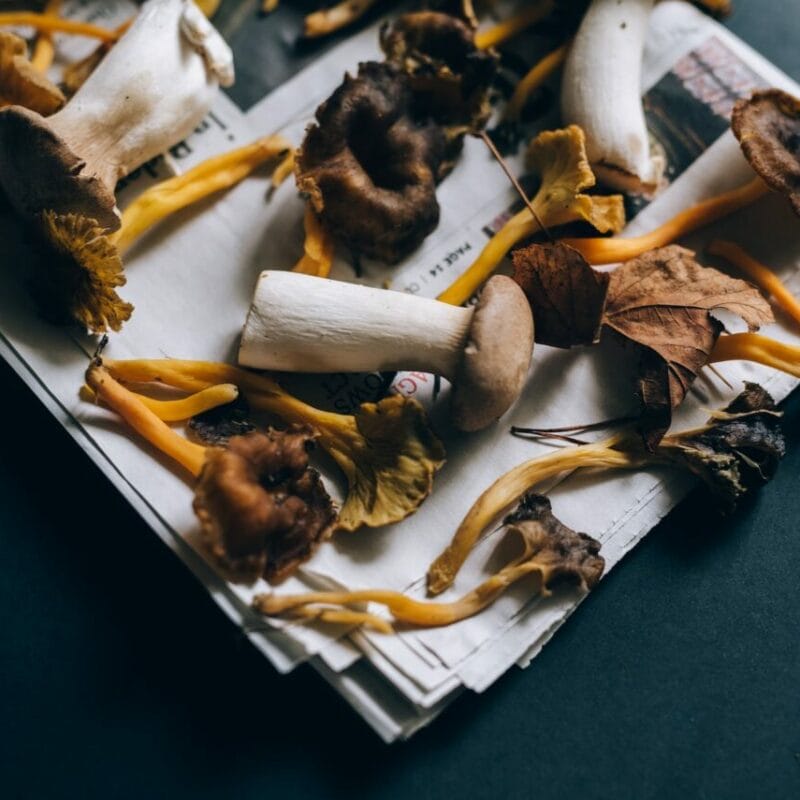 Mushroom chocolate at Zoomies Canada | Magic Mushrooms Quebec Canada