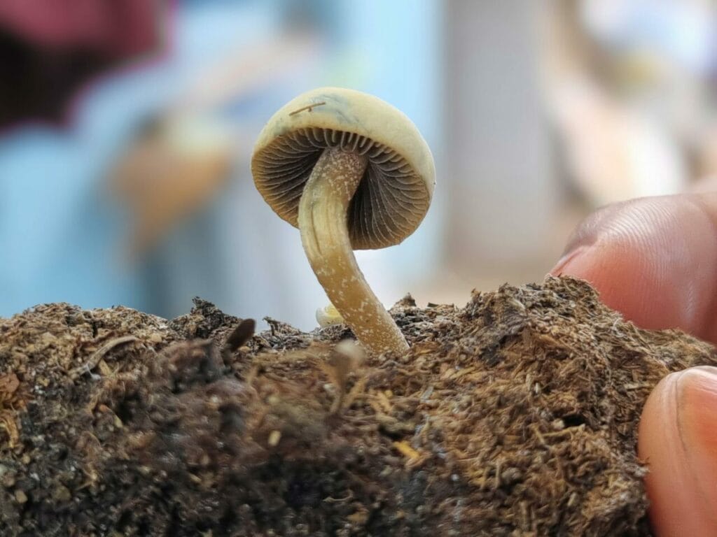 Athletes Utilize Psychedelics for Recovery Post Severe Injuries Magic Mushroom Dispensary