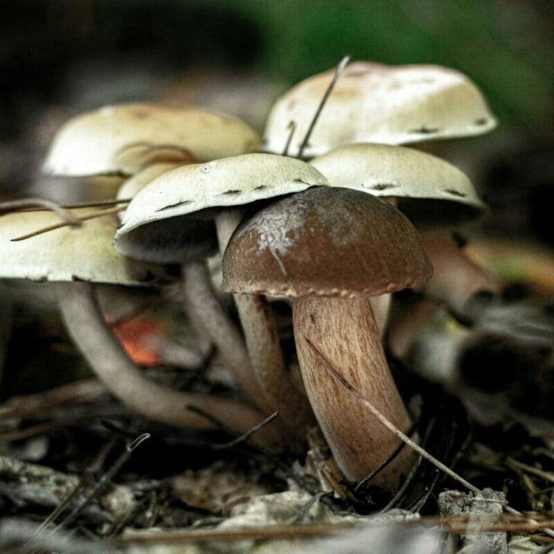psilocybin mushroom | Magic Mushrooms Quebec Canada