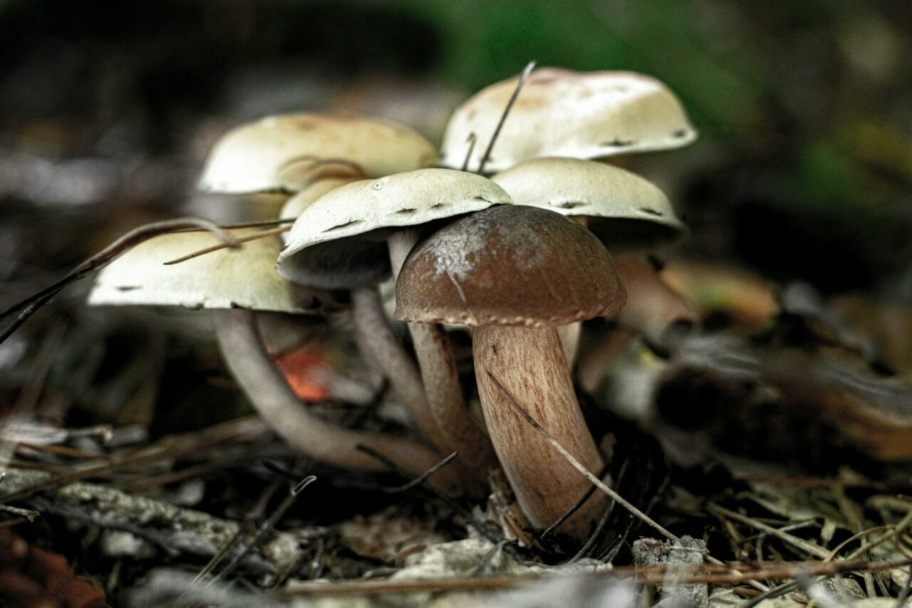 Magic Mushrooms from Brazil vs. Costa Rica: Which One is Superior?