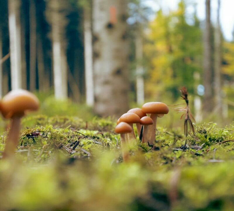 Magic Mushroom Dispensary | Magic Mushrooms Quebec Canada