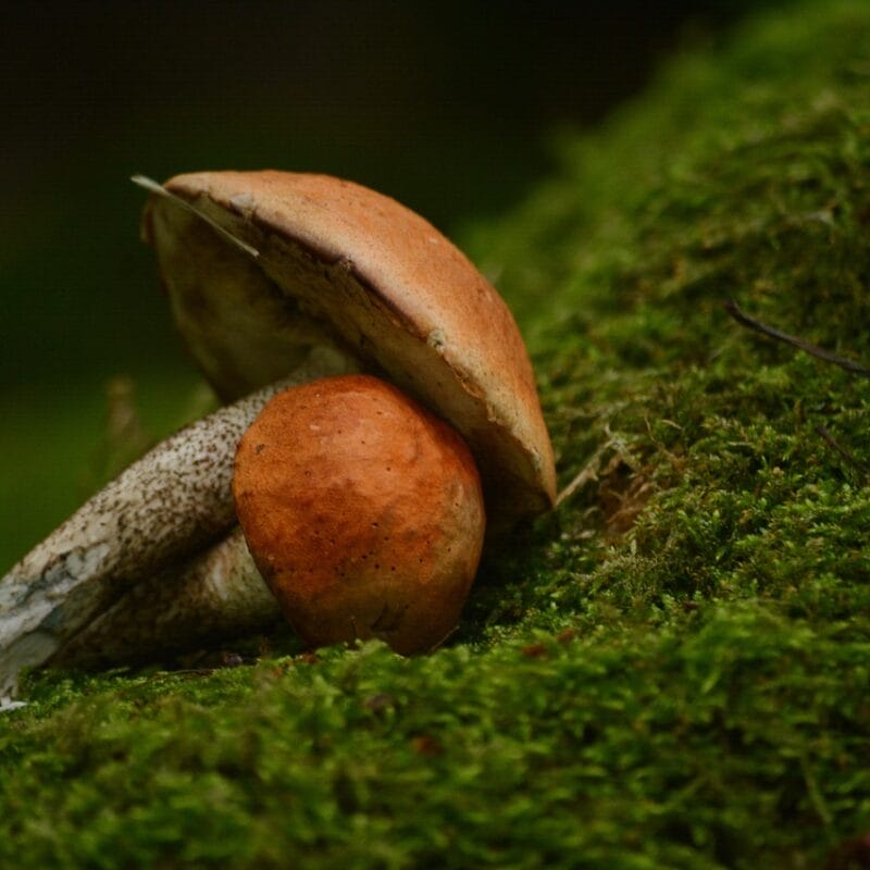 Mushroom Dispensary Vancouver | Magic Mushrooms Quebec Canada