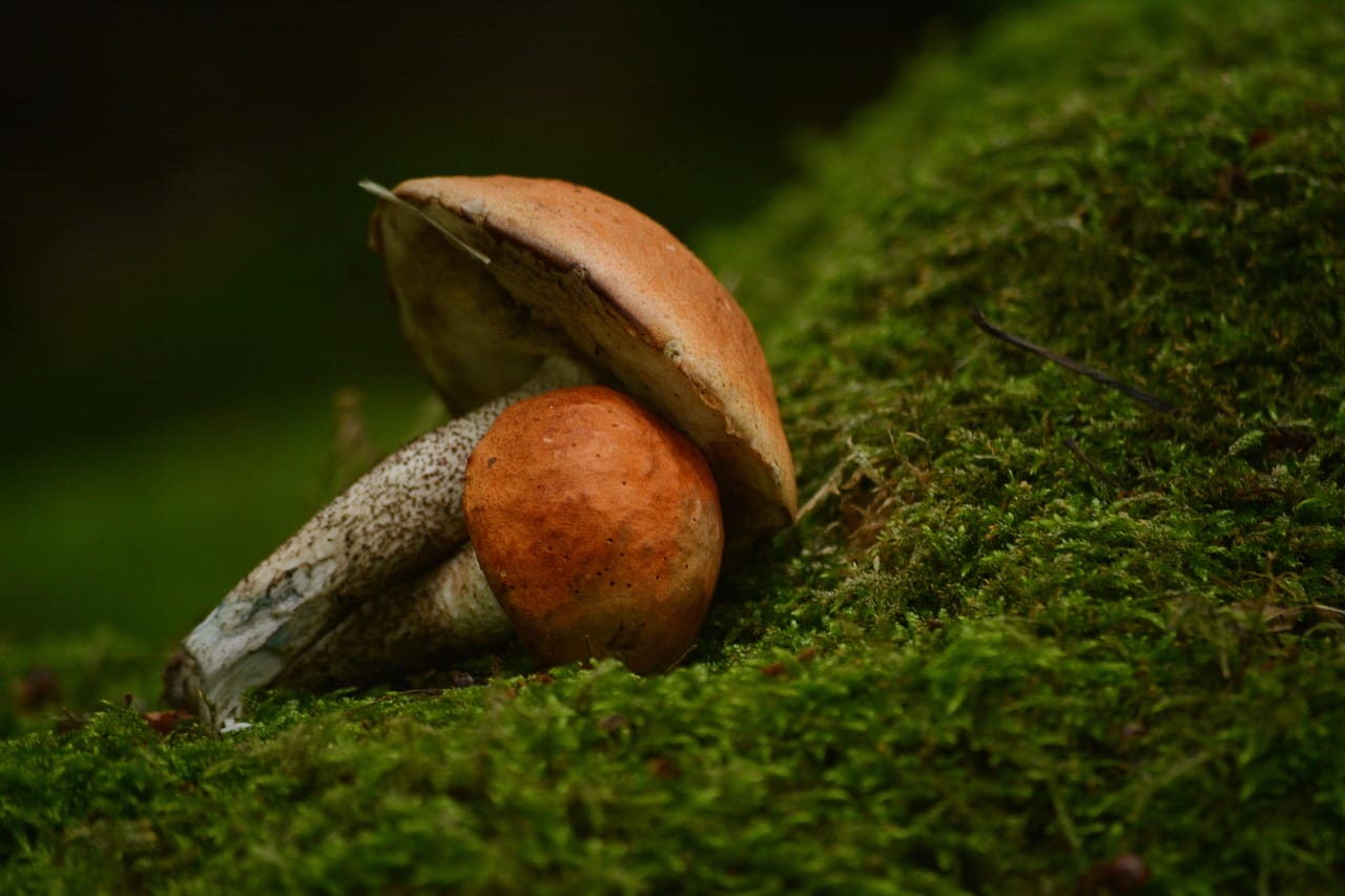 Vancouver Mushroom Dispensary: Five Fresh Mushroom Strains You Must Experience
