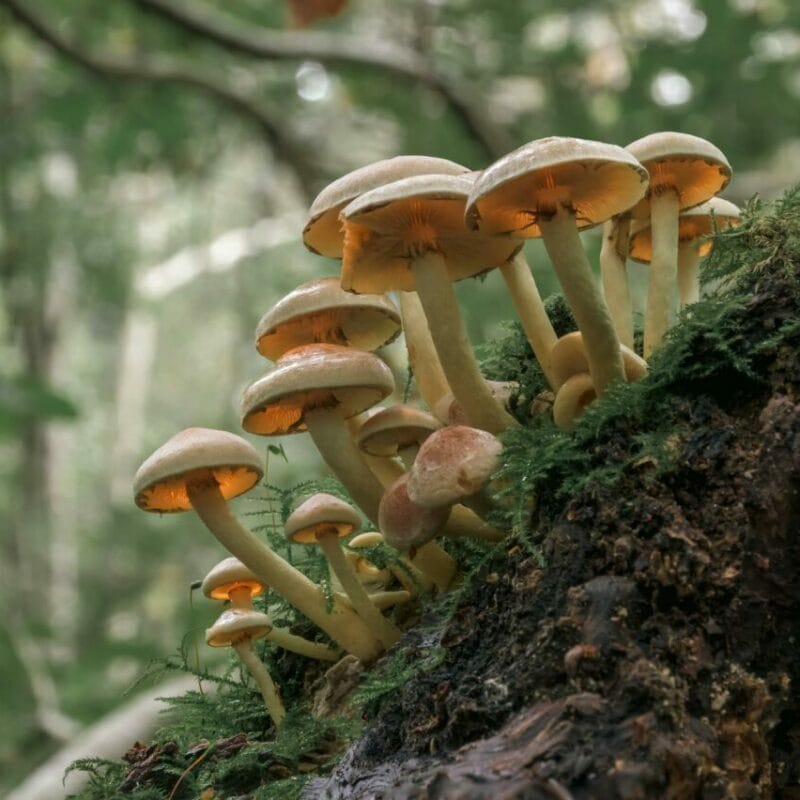 Shrooms online | Magic Mushrooms Quebec Canada
