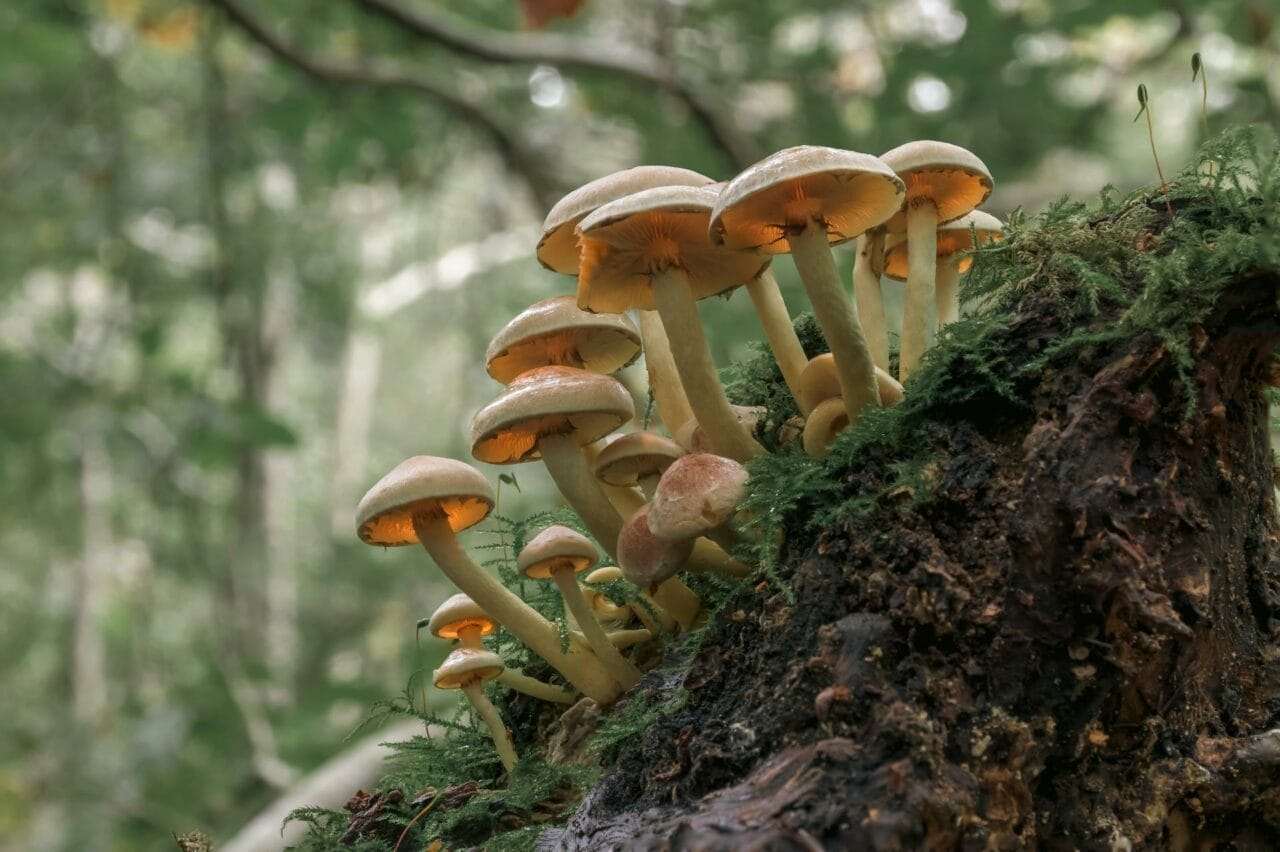 The Influence of Psilocybin from Magic Mushrooms on Sexual Performance and Satisfaction