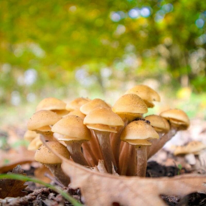Shrooms Canada | Magic Mushrooms Quebec Canada