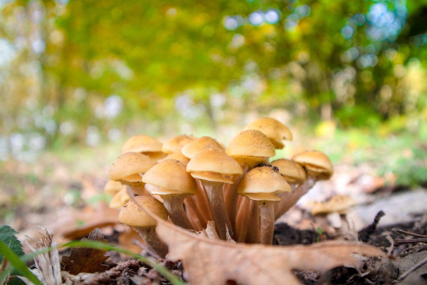 The Global Phenomenon of Microdosing Psilocybin Mushrooms Expands Beyond Canada