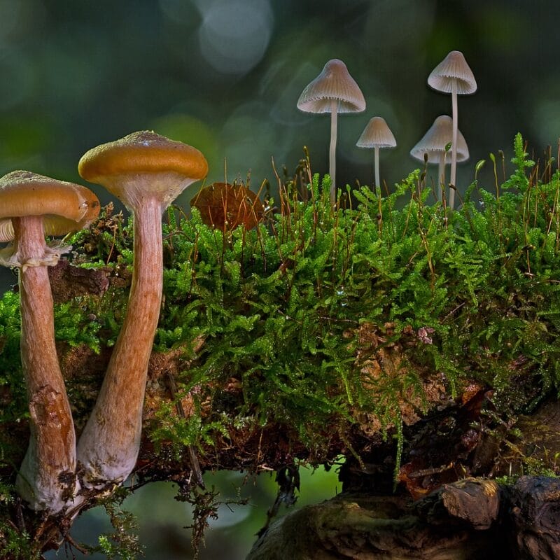 magic mushroom in Canada | Magic Mushrooms Quebec Canada