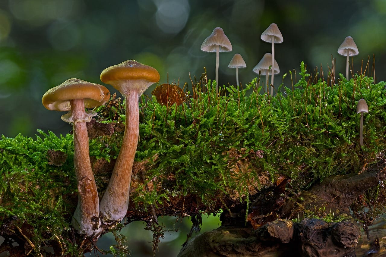 The Majority of Canadians, 80% to be Exact, Advocate for the Use of Psychedelic Mushrooms to Alleviate Existential Anxiety
