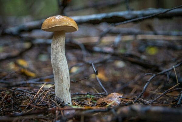 Shrooms online