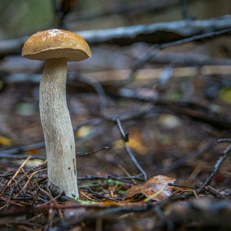 Shrooms online | Magic Mushrooms Quebec Canada