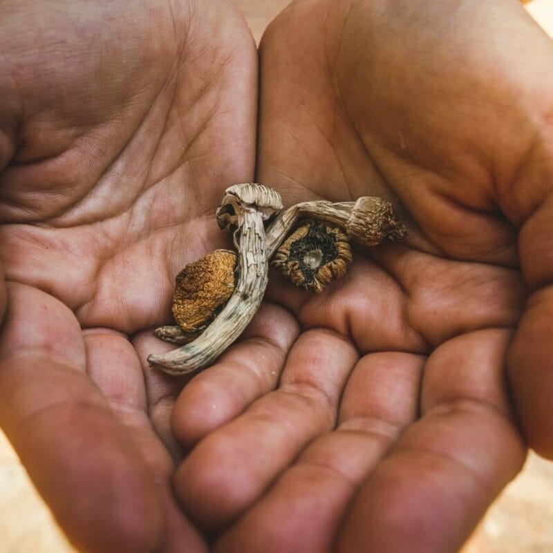 dried shrooms | Magic Mushrooms Quebec Canada