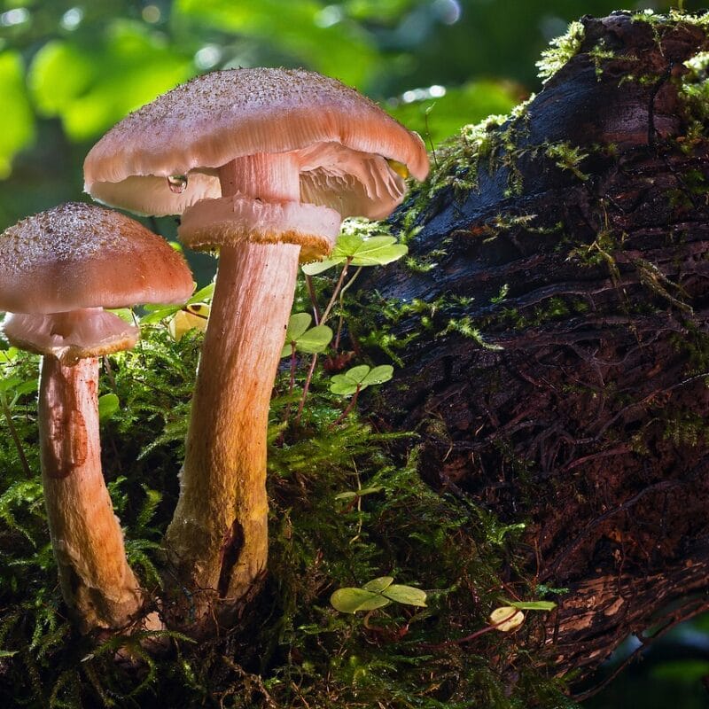 magic mushroom delivery | Magic Mushrooms Quebec Canada