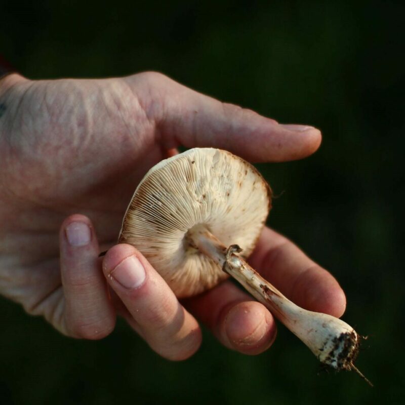 Shrooms | Magic Mushrooms Quebec Canada