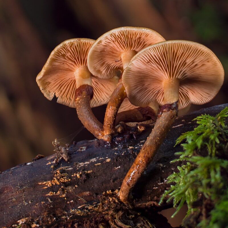 alacabenzi strain | Magic Mushrooms Quebec Canada