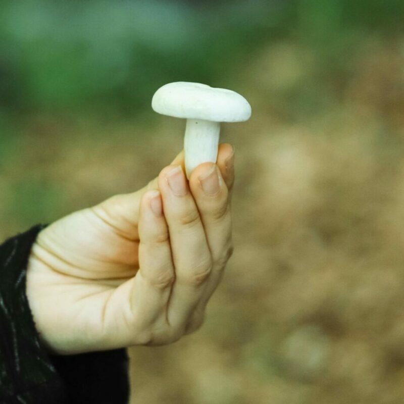 shrooms online in Canada | Magic Mushrooms Quebec Canada