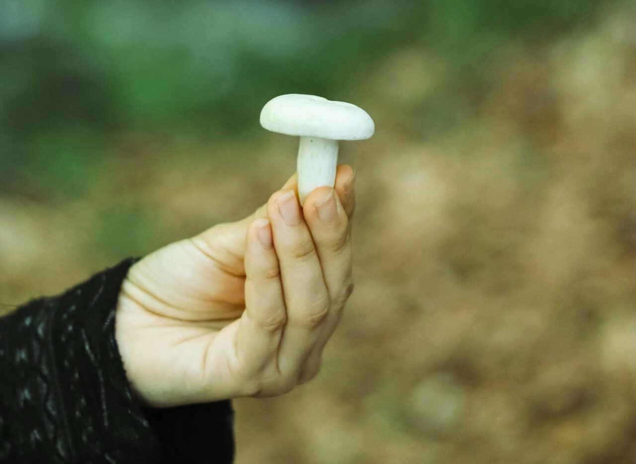 Discover Five Categories of Mushrooms for Every Psychedelic Aficionado