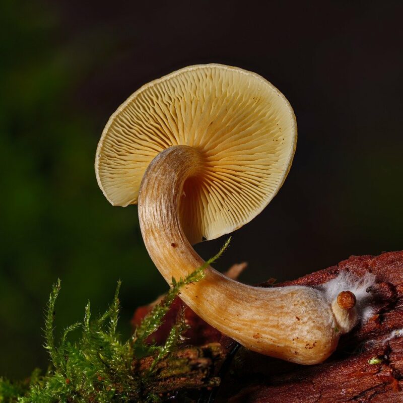 Alacabenzi Strain | Magic Mushrooms Quebec Canada