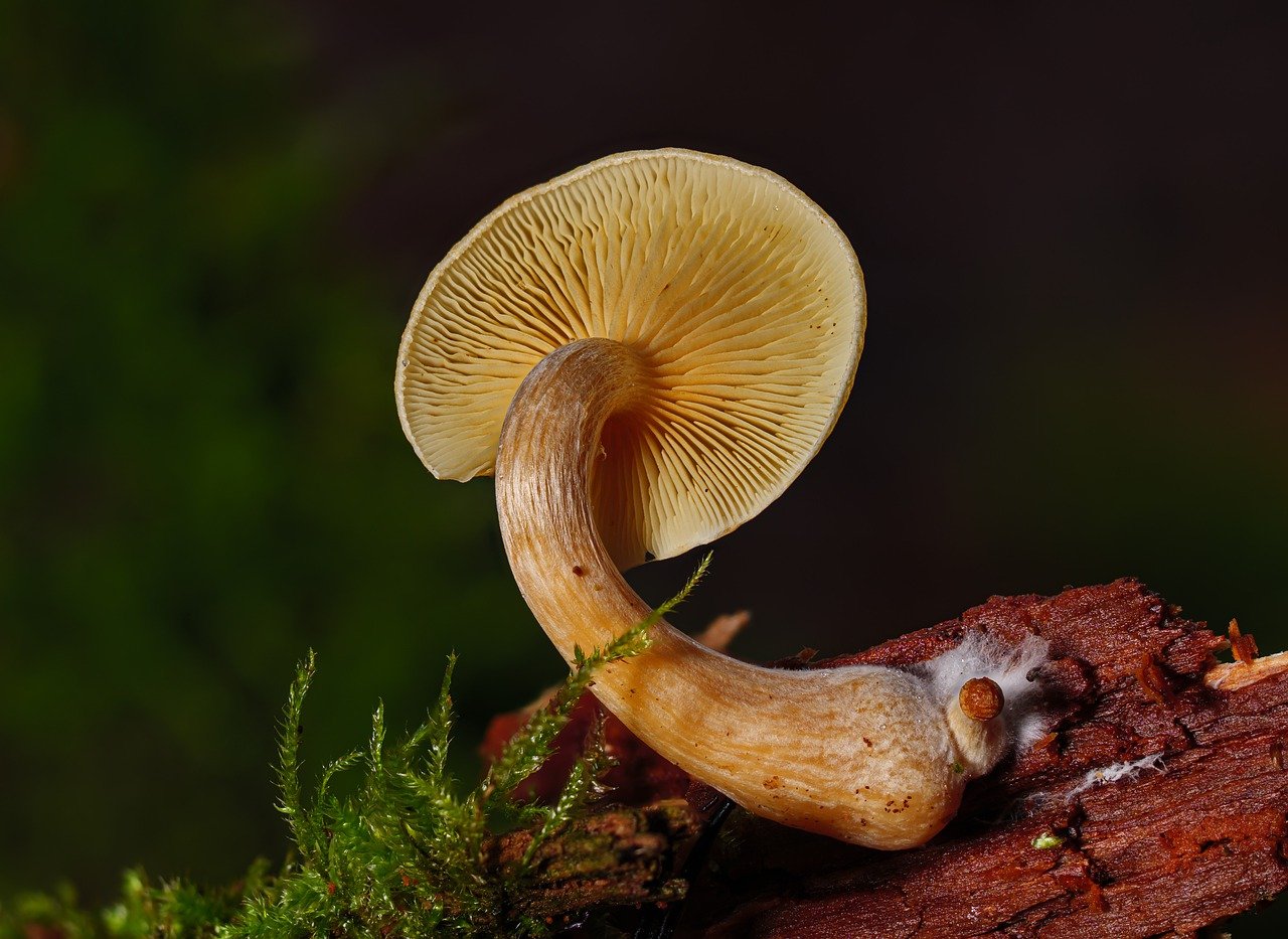 Overview of the Alacabenzi Strain – Essential Knowledge for Users Prior to Their Initial Dose