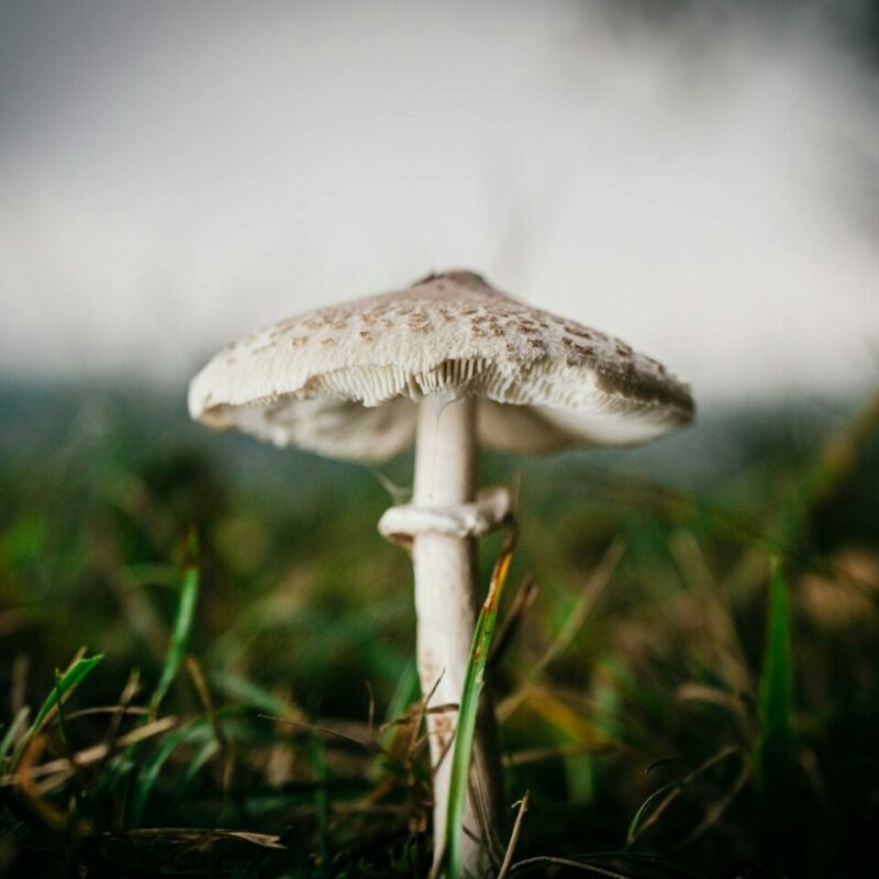 White Monster | Magic Mushrooms Quebec Canada