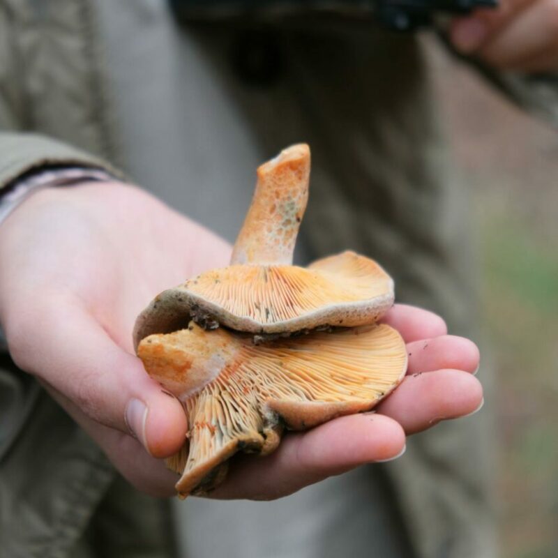 Apex Strain | Magic Mushrooms Quebec Canada