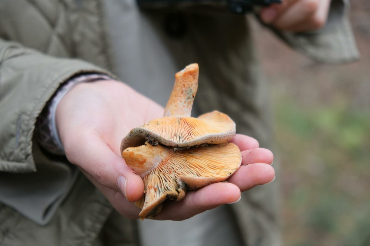 The Reasons Apex Strain Mushrooms Will Always Feature in My Self-Care Regimen