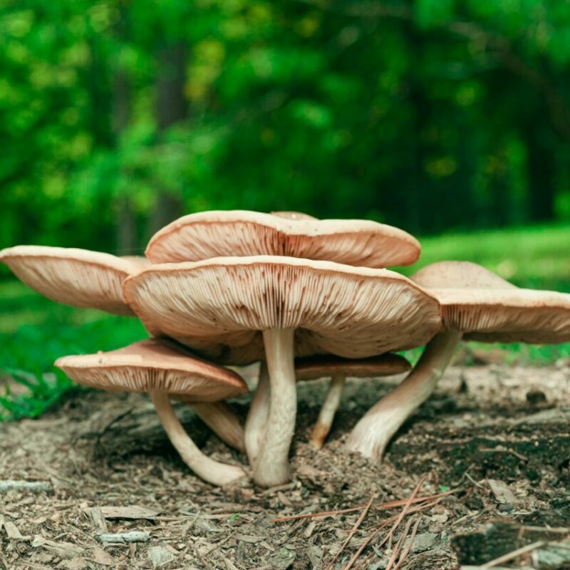 Big Daddy Mushroom | Magic Mushrooms Quebec Canada