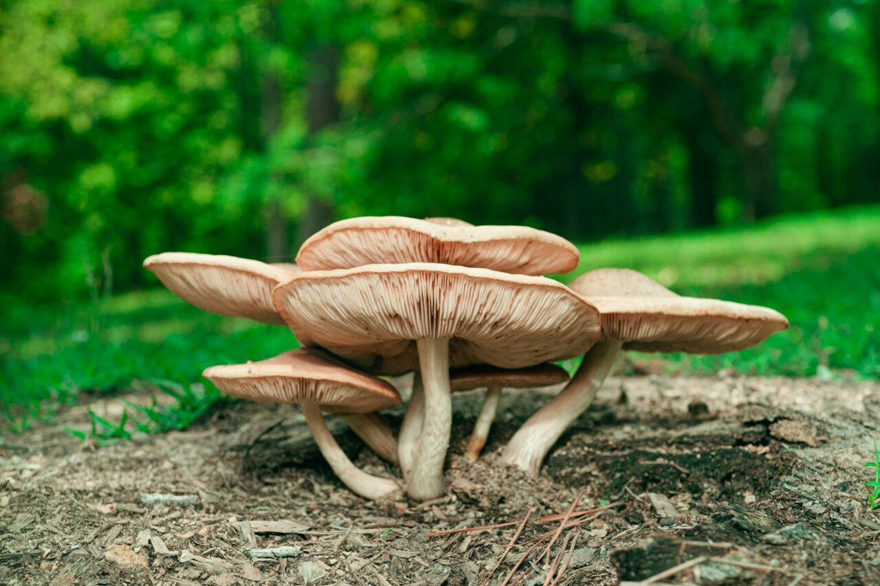 I experienced the Big Daddy Mushroom during a hiking adventure – I would unquestionably recommend it with a perfect score of 10/10.