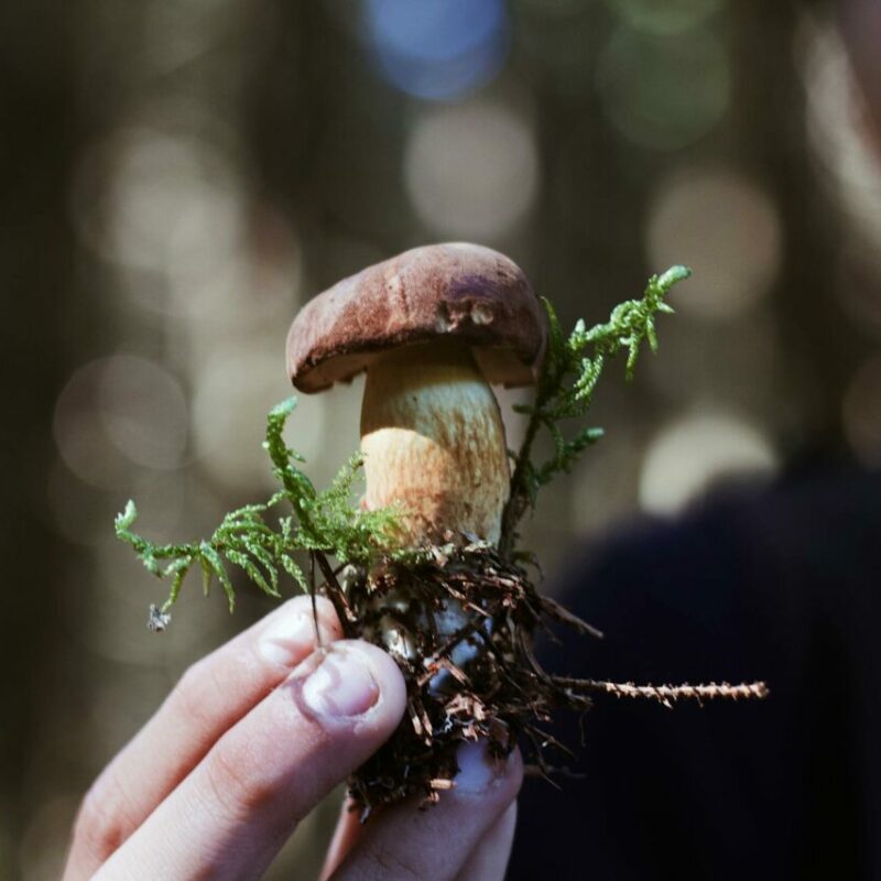 Buy Shrooms | Magic Mushrooms Quebec Canada