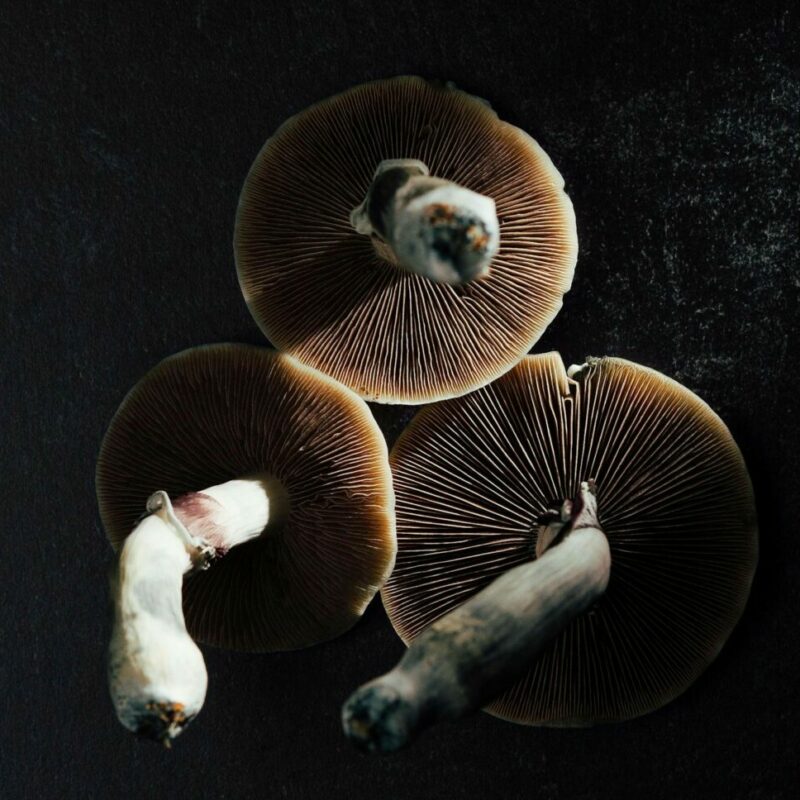 Magic Mushroom Canada | Magic Mushrooms Quebec Canada