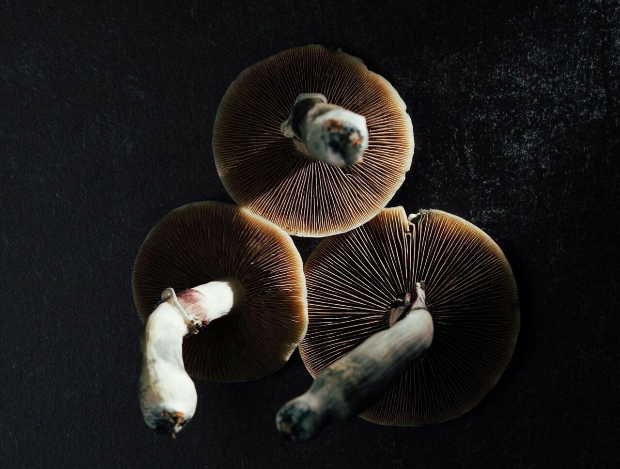 Canada’s Magic Mushroom – Specialists Discuss Why Natural Psilocybin Has a Stronger Impact Than Its Lab-Created Counterpart