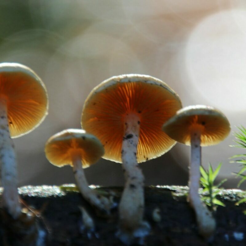 Magic Mushroom Delivery | Magic Mushrooms Quebec Canada