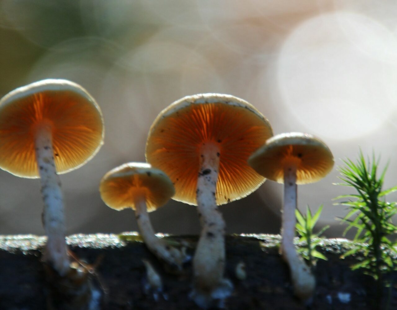 How the Delivery of Magic Mushrooms Transformed My Tripping Experience (For the Better)