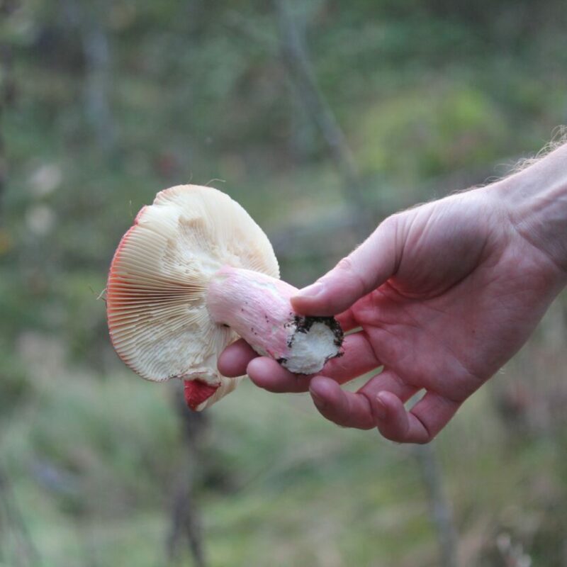 Magic Mushroom Delivery | Magic Mushrooms Quebec Canada