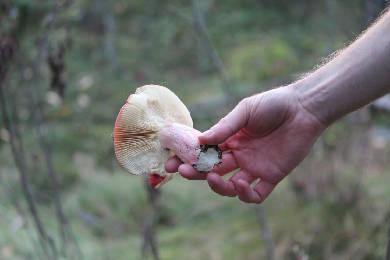 Magic Mushroom Delivery Aids in the Recovery of Paralyzed Mountain Athletes