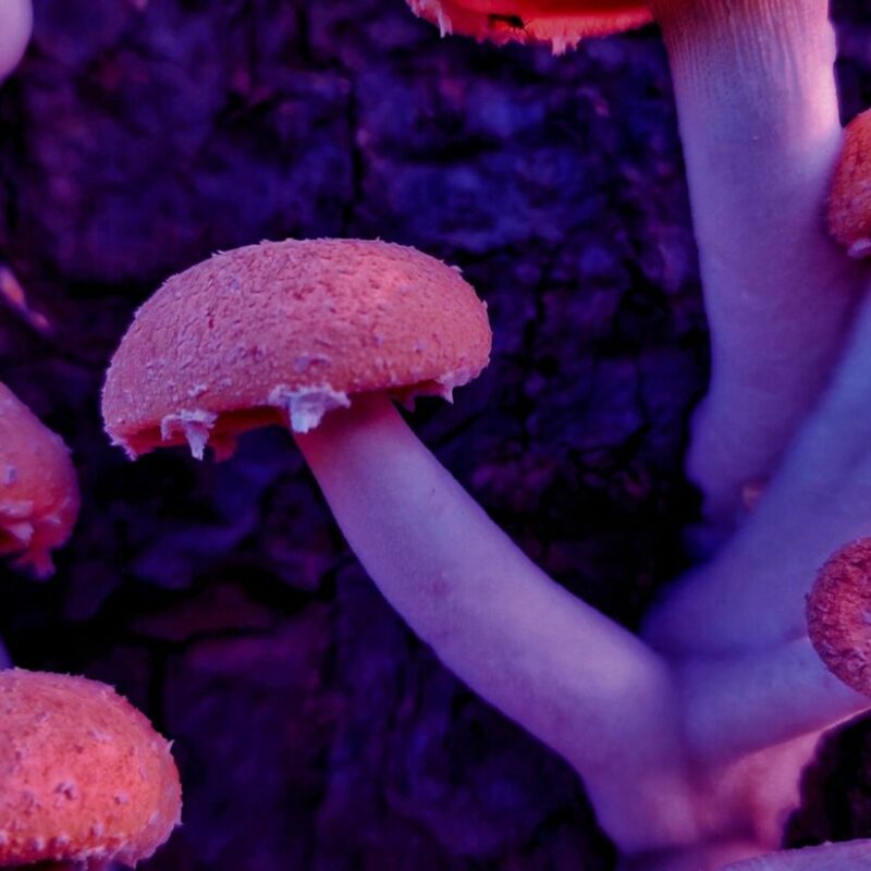 Mushroom Dispensary | Magic Mushrooms Quebec Canada