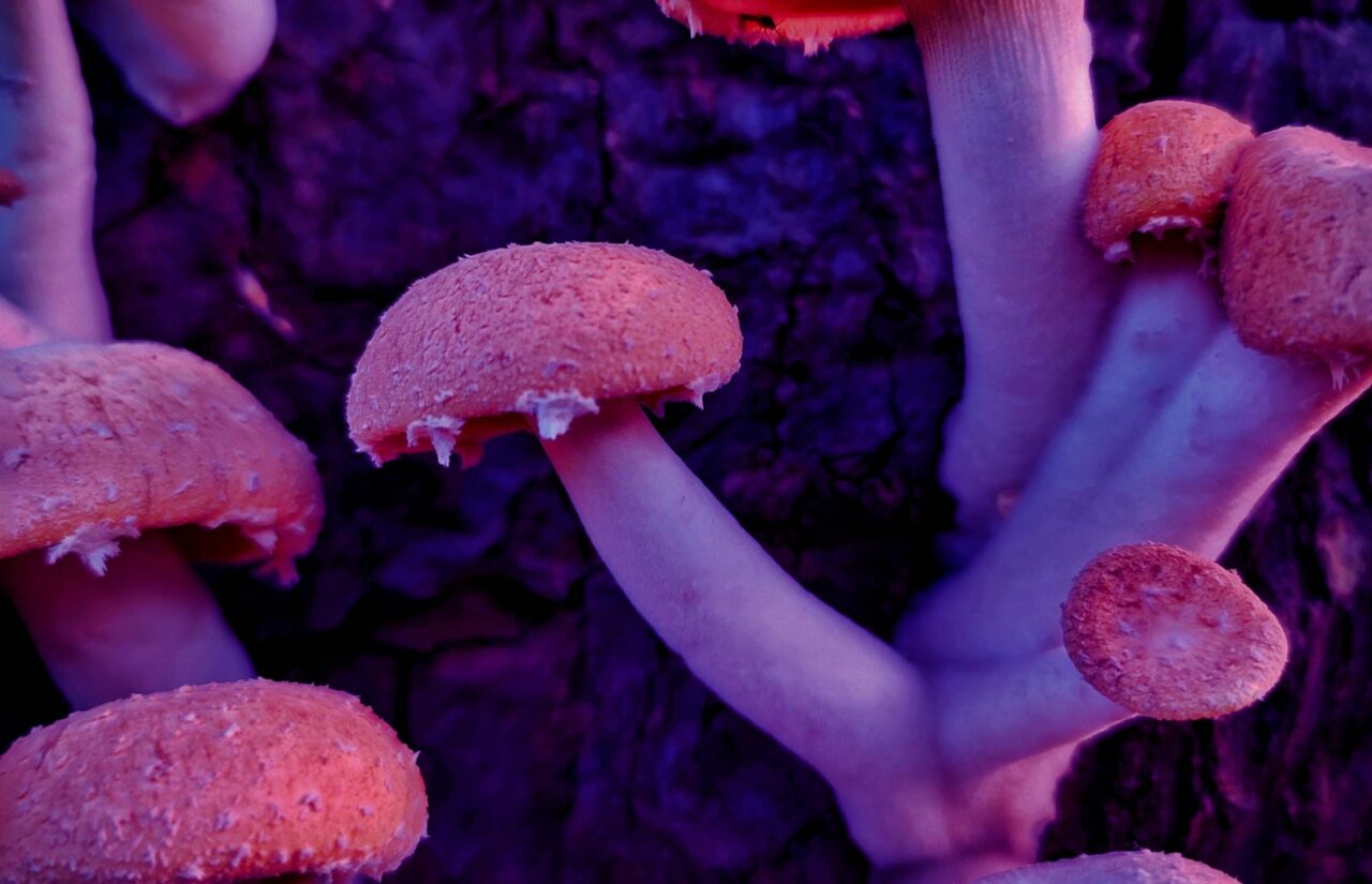 How a Mushroom Dispensary’s Psilocybin May Help Reconfigure Minds Burdened with HIV-Related Shame