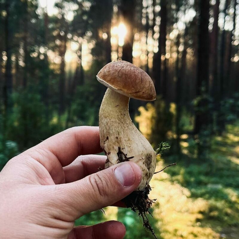 Shrooms Delivery Canada | Magic Mushrooms Quebec Canada