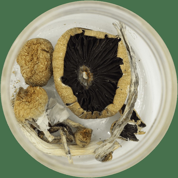  | Magic Mushrooms Quebec Canada