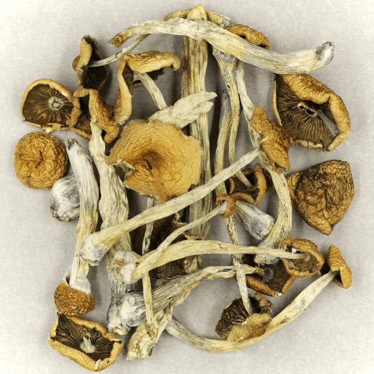  | Magic Mushrooms Quebec Canada
