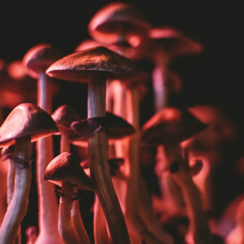  | Magic Mushrooms Quebec Canada