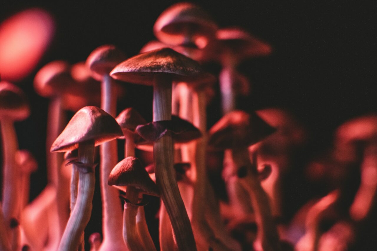 How I Successfully Purchased Psychedelics Online (And Dodged the Frauds)
